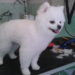 Quand couper les poils d'un Spitz ?