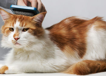 Comment couper les poils sous les pattes d'un chien ?