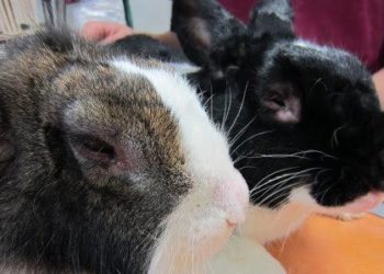 Quand arrêter lampe chauffante chiots ?