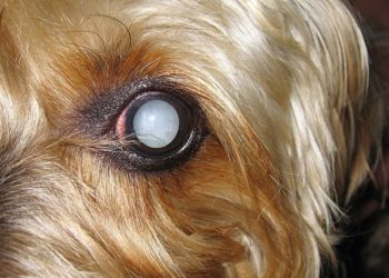 Pourquoi les yeux de mon chien change de couleur ?