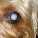 Pourquoi les yeux de mon chien change de couleur ?