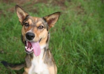 Quel âge adulte pour le caniche toy ?