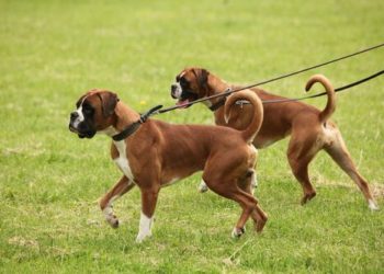 Quel risque de tirer un chat par la queue ?