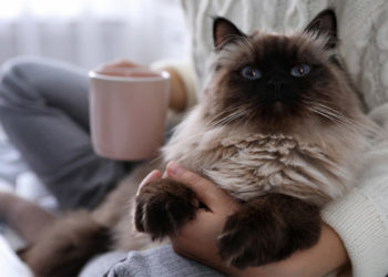 Comment doit être le museau d'un chat ?