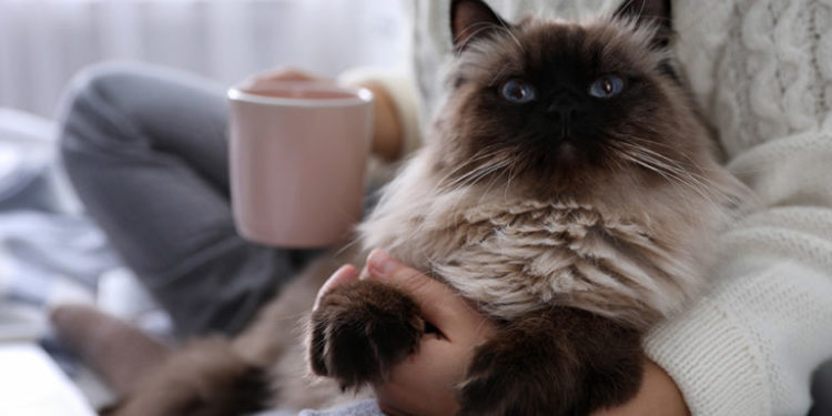 Comment doit être le museau d'un chat ?