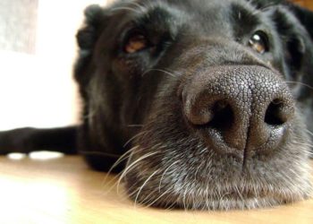 Pourquoi mon chat à la truffe sèche ?