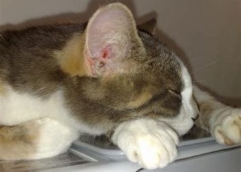 Quand un chat se gratte l'oreille ?