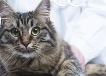 Pourquoi un chat n'arrête pas de miauler ?