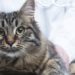 Pourquoi un chat n'arrête pas de miauler ?