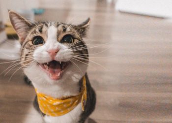 Comment interpréter les miaulements d'un chat ?