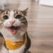 Comment interpréter les miaulements d'un chat ?