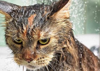 Pourquoi mon chat n'aime pas se faire prendre ?