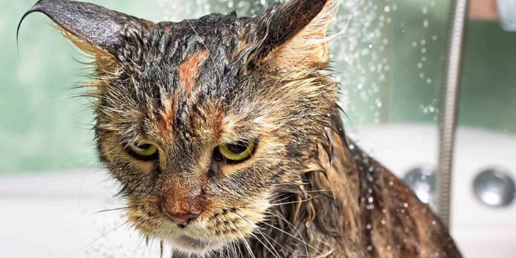 Pourquoi mon chat n'aime pas se faire prendre ?