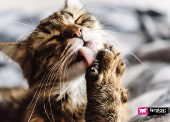 Pourquoi mon chat perd énormément de poils ?