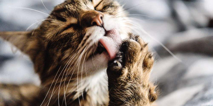 Pourquoi mon chat perd énormément de poils ?