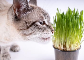 Pourquoi les chats ont besoin de se purger ?