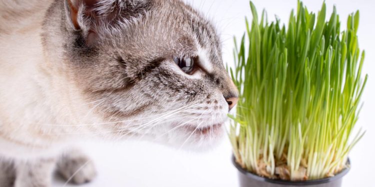 Pourquoi les chats ont besoin de se purger ?