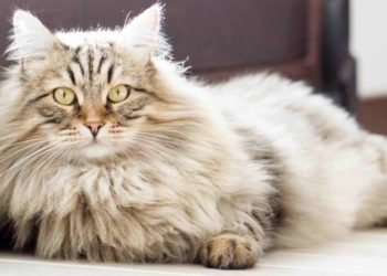 Est-ce que mon chat aura les poils longs ?