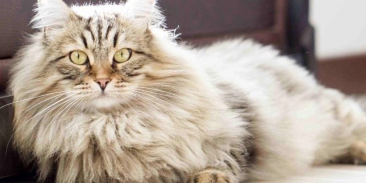 Est-ce que mon chat aura les poils longs ?