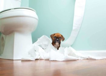 Quand un chaton arrête de faire des bêtises ?