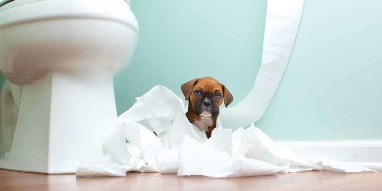 Quand un chaton arrête de faire des bêtises ?