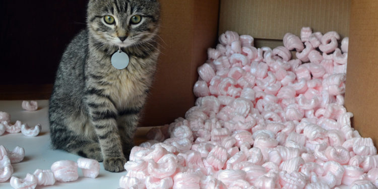 Comment eviter que mon chaton fasse des bêtises ?