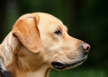 Quand un chien n'est plus un chiot ?