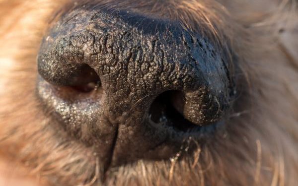 Pourquoi mon chien à son nez sec ?