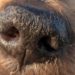 Pourquoi mon chien à son nez sec ?