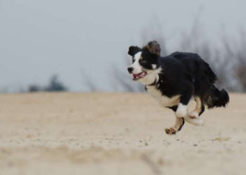 Est-ce qu'une chienne stérilisée peut perdre du sang ?