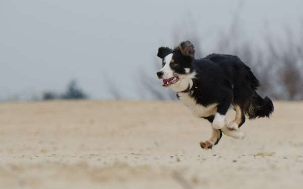Est-ce qu'une chienne stérilisée peut perdre du sang ?