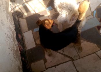 Quand un chien s'assagit ?