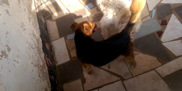 Quand un chien s'assagit ?