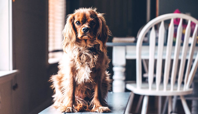 Comment savoir si mon chien a un truc dans la gorge ?
