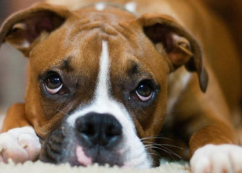 Comment soigner un chien qui vomit ?