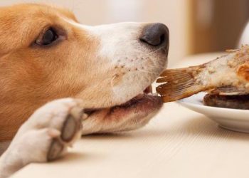 Est-ce qu'on peut donner du Vogalene à un chien ?