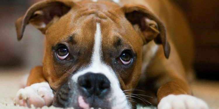 Comment soigner un chien qui vomit ?