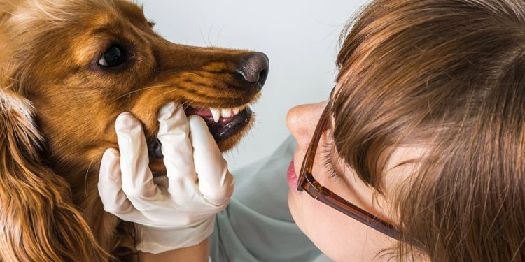 Comment savoir si mon chien a mal aux dents ?
