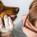 Comment savoir si mon chien a mal aux dents ?