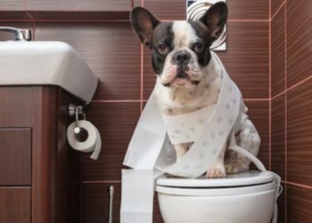 Comment faire pour que mon chiot soit propre la nuit ?