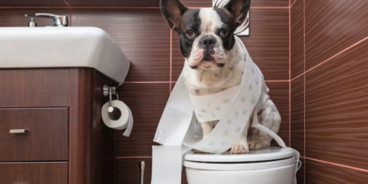 Comment faire pour que mon chiot soit propre la nuit ?