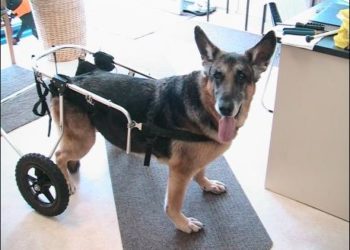 Comment soigner la dysplasie chez le chien ?