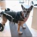 Comment soigner la dysplasie chez le chien ?