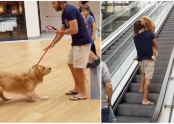 Comment porter son chien dans les escaliers ?