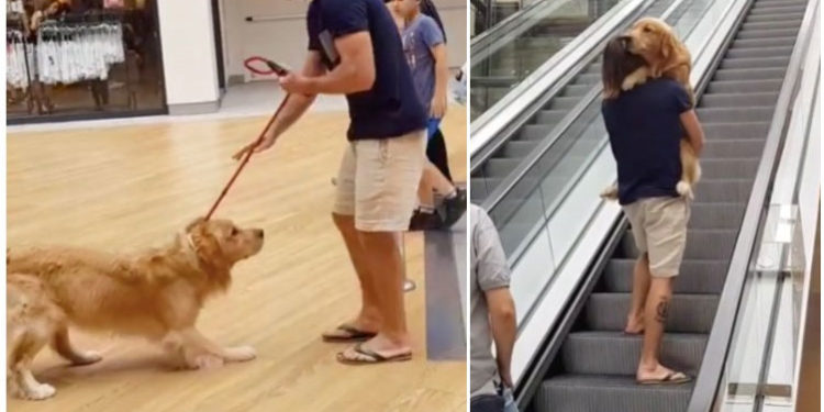 Comment porter son chien dans les escaliers ?