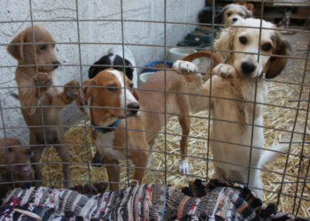 Comment adopter un chiot dans un refuge ?