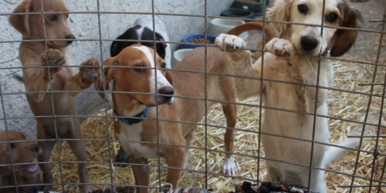 Comment adopter un chiot dans un refuge ?