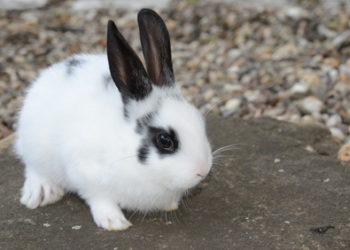 Comment grandit un lapin nain ?