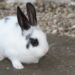 Comment grandit un lapin nain ?
