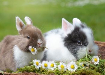 Quel âge lapin nain adulte ?